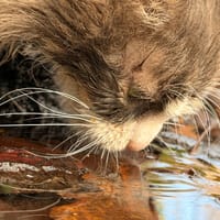 LUCIOLE, chatte à adopter