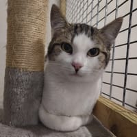 AZZARO, chat à adopter