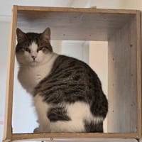 PONCHO, chat à adopter