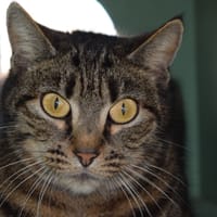 AZERTY, chatte à adopter