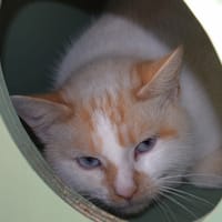 BLANCO, chat à adopter