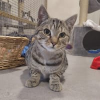 AVANE, chat à adopter
