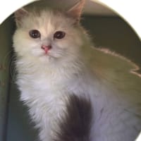 LOKI, chat à adopter