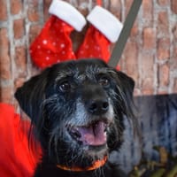 FIDO, chien à adopter