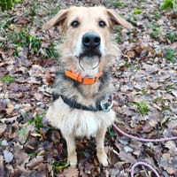 SAMO, chien à adopter