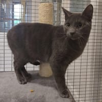 TAO, chat à adopter