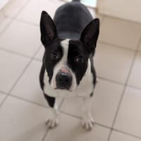 TAZZ, chien à adopter