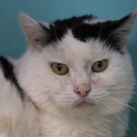 JOJO, chat à adopter