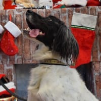 LYNKA, chien à adopter