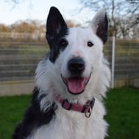 DOMINO, chien à adopter