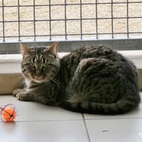 BARBOUILLE, chat à adopter
