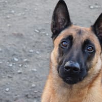 MUZO, chien à adopter