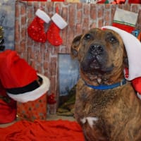 ELI, chien à adopter