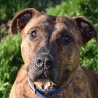 ELI, chien à adopter