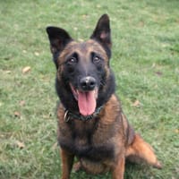 Owen, chien à adopter