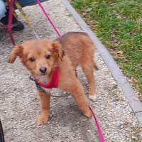 Kitka, suczka do adopcji