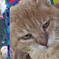 Flocon, chat à adopter