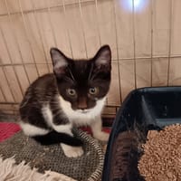 Archie, chatte à adopter