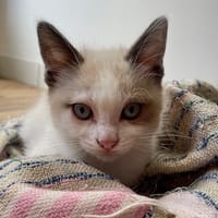 Hana, chatte à adopter