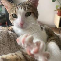 Balou, chat à adopter