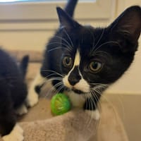 Zazou, chatte à adopter