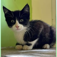 Atlas, chat à adopter