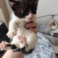 Zuko, chat à adopter