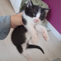 Tiko, chat à adopter