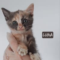 Luna, chatte à adopter