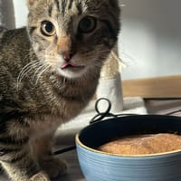 Arold, chat à adopter