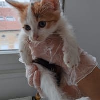 Milie, chatte à adopter