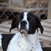 ZURI, chien à adopter