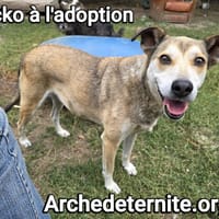 Ecko, chien à adopter