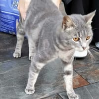 Anarchie, chatte à adopter