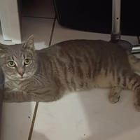 Anarchie, chatte à adopter