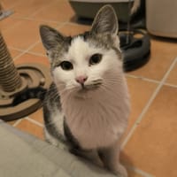 TOULOUSE, chat à adopter