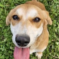 Camilla, cane femmina da adottare