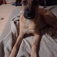 Mowgly, chien à adopter