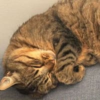 Luna, chatte à adopter