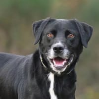 RAVEN, chien à adopter