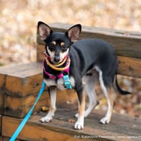 Guzik, pies do adopcji