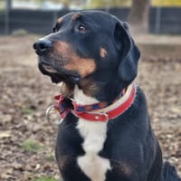 Sheldon, pies do adopcji