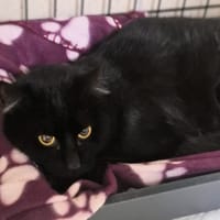 Karbon, kot do adopcji