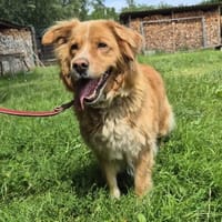 Molli, Hündin zur Adoption