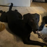 Wer schenkt Relino ein zu Hause..., Hund zur Adoption