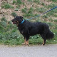 Erwin, Hund zur Adoption