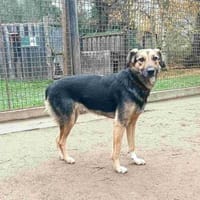 Ulla, Hündin zur Adoption