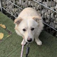 Filu, der kleine Eisbär 🐾, Hund zur Adoption