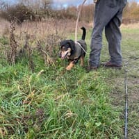 Jazi ein neugieriger Herzenshund, Hund zur Adoption