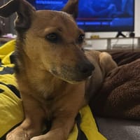 Bobby sucht wieder Für-Immer-Zuhause!, Hund zur Adoption